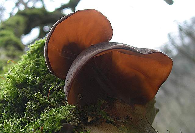 Nel  Regno  della  Jurana